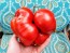 Tomato 'Vrbnička Rajčica' Seeds (Certified Organic)