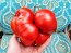 Tomato 'Vrbnička Rajčica' Seeds (Certified Organic)