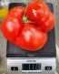 Tomato 'Vrbnička Rajčica' Seeds (Certified Organic)