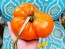 Tomato 'Amana Orange' Seeds (Certified Organic)