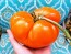 Tomato 'Amana Orange' Seeds (Certified Organic)