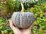 Pumpkin 'Black Futsu' Seeds (Certified Organic)