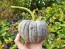 Pumpkin 'Black Futsu' Seeds (Certified Organic)