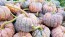 Pumpkin 'Black Futsu' Seeds (Certified Organic)
