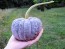 Pumpkin 'Black Futsu' Seeds (Certified Organic)