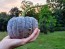 Pumpkin 'Black Futsu' Seeds (Certified Organic)