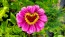 Zinnia 'California Giant Mix' Seeds (Certified Organic)