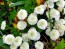 Double Feverfew Seeds (Certified Organic)