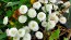 Double Feverfew Seeds (Certified Organic)