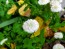 Double Feverfew Seeds (Certified Organic)