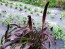 Ornamental Purple Millet Seeds (Certified Organic)