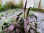 Ornamental Purple Millet Seeds (Certified Organic)
