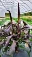 Ornamental Purple Millet Seeds (Certified Organic)