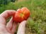 Tomato 'Santorini' Plant (4" Pot, single)