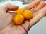 Tomato 'Orange Hat' (Micro) Seeds (Certified Organic)