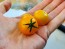 Tomato 'Orange Hat' (Micro) Seeds (Certified Organic)