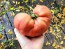 Tomato 'Cherokee Rose' Seeds (Certified Organic)