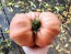 Tomato 'Cherokee Rose' Seeds (Certified Organic)