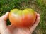 Tomato 'Ponderosa Pink' 