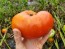 Tomato 'Red Brandywine, Potato Leaf' 