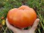 Tomato 'Red Brandywine, Potato Leaf' 