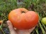 Tomato 'Red Brandywine, Potato Leaf' 