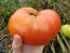 Tomato 'Red Brandywine, Potato Leaf' 