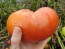 Tomato 'Red Brandywine, Potato Leaf' 