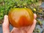 Tomato 'Rosso Bruno' AKA 'Kumato' Seeds (Certified Organic)