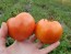 Tomato 'Sioux' 