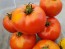 Tomato 'Wisconsin 55' Seeds (Certified Organic)