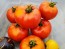 Tomato 'Wisconsin 55' Seeds (Certified Organic)