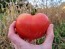 Tomato 'Wisconsin 55' Seeds (Certified Organic)