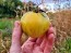 Tomato 'White Zebra' AKA 'Blonde Boar' Seeds (Certified Organic)