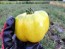 Tomato 'Yellow Stuffer' 