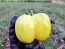 Tomato 'Yellow Stuffer' 