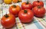 Tomato 'Wisconsin 55' Seeds (Certified Organic)