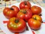 Tomato 'Trophy' Seeds (Certified Organic)