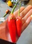 Hot Pepper ‘Bleeding Rawit White' Seeds (Certified Organic)