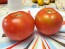 Tomato 'Earliana' Seeds (Certified Organic)