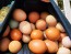 Farm Fresh Eggs Howell, Michigan