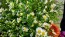White Heath Aster AKA Wild Aster Seeds (Certified Organic)