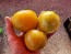 Tomato 'White Zebra' AKA 'Blonde Boar' Seeds (Certified Organic)