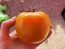 Tomato 'Moonglow' 