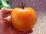 Tomato 'Moonglow' 