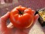 Tomato 'Trophy' Seeds (Certified Organic)