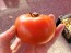 Tomato 'Trophy' Seeds (Certified Organic)