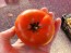 Tomato 'Trophy' Seeds (Certified Organic)