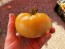 Tomato 'White Tomesol'