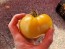 Tomato 'White Tomesol'